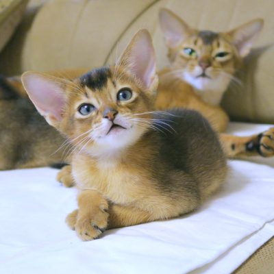 cats-abyssinians-4915946_1280 (1)